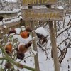 Bauerngarten 23.01.2026